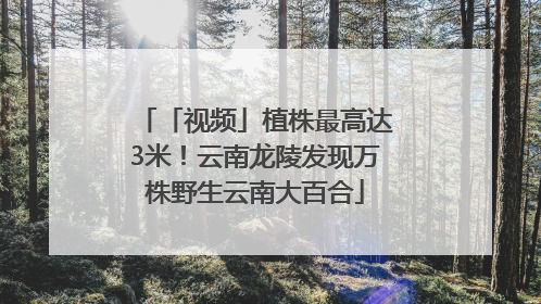「视频」植株最高达3米！云南龙陵发现万株野生云南大百合