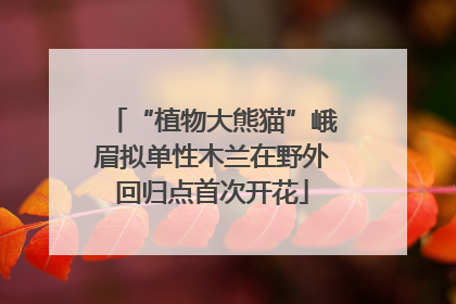 “植物大熊猫”峨眉拟单性木兰在野外回归点首次开花