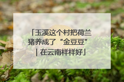 玉溪这个村把荷兰猪养成了“金豆豆”｜在云南样样好