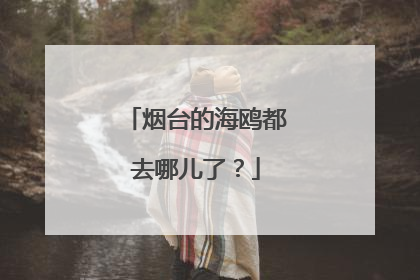 烟台的海鸥都去哪儿了？