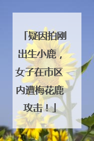 疑因拍刚出生小鹿，女子在市区内遭梅花鹿攻击！