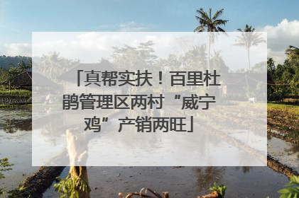 真帮实扶！百里杜鹃管理区两村“威宁鸡”产销两旺