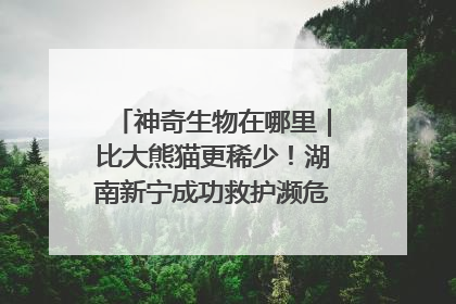 神奇生物在哪里｜比大熊猫更稀少！湖南新宁成功救护濒危鸟类海南鳽