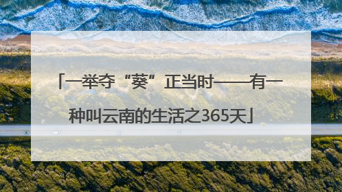 一举夺“葵”正当时——有一种叫云南的生活之365天