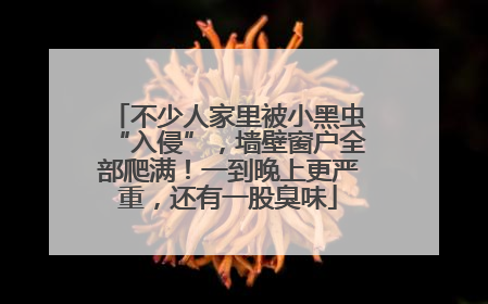 不少人家里被小黑虫“入侵”，墙壁窗户全部爬满！一到晚上更严重，还有一股臭味