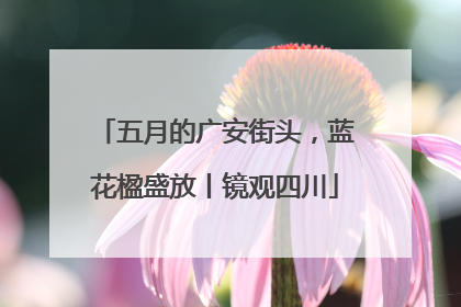 五月的广安街头，蓝花楹盛放丨镜观四川