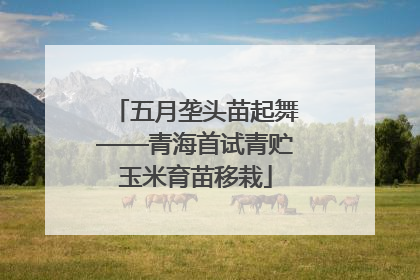 五月垄头苗起舞——青海首试青贮玉米育苗移栽