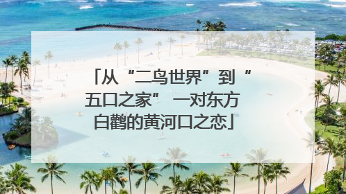 从“二鸟世界”到“五口之家” 一对东方白鹳的黄河口之恋