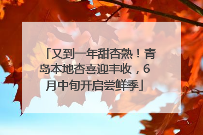 又到一年甜杏熟！青岛本地杏喜迎丰收，6月中旬开启尝鲜季