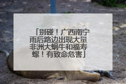 别碰！广西南宁雨后路边出现大量非洲大蜗牛和福寿螺！有致命危害