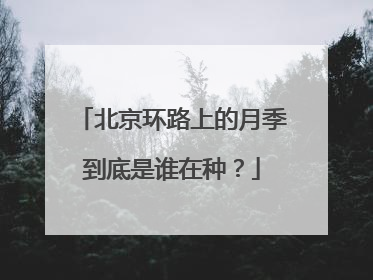 北京环路上的月季到底是谁在种？