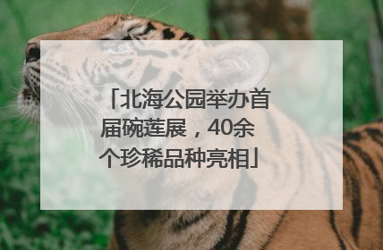 北海公园举办首届碗莲展，40余个珍稀品种亮相