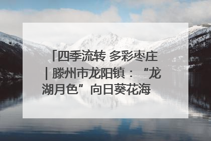 四季流转 多彩枣庄｜滕州市龙阳镇：“龙湖月色”向日葵花海 绘就乡村振兴新画卷