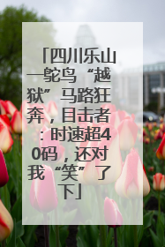 四川乐山一鸵鸟“越狱”马路狂奔，目击者：时速超40码，还对我“笑”了下