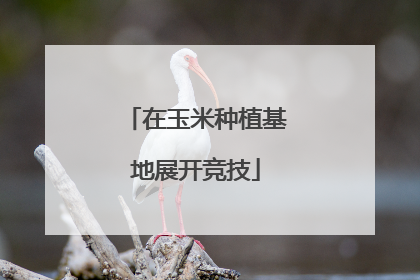 在玉米种植基地展开竞技