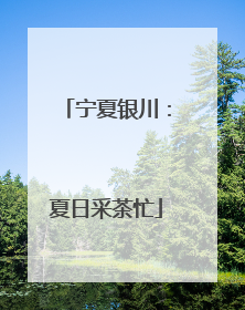 宁夏银川：夏日采茶忙
