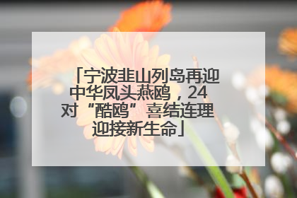 宁波韭山列岛再迎中华凤头燕鸥，24对“酷鸥”喜结连理迎接新生命