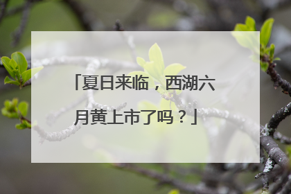 夏日来临，西湖六月黄上市了吗？