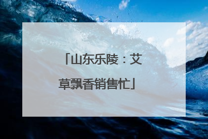 山东乐陵：艾草飘香销售忙