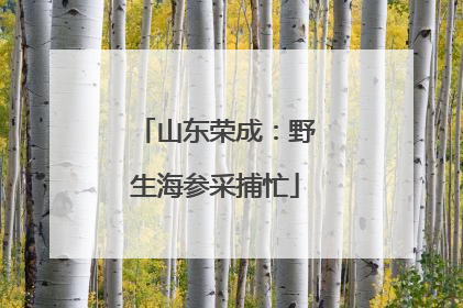山东荣成：野生海参采捕忙