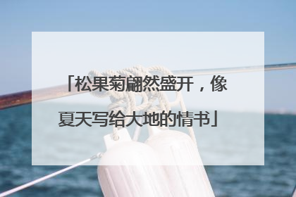 松果菊翩然盛开，像夏天写给大地的情书
