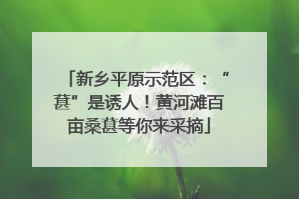 新乡平原示范区：“葚”是诱人！黄河滩百亩桑葚等你来采摘