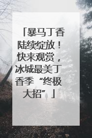 暴马丁香陆续绽放！快来观赏，冰城最美丁香季“终极大招”
