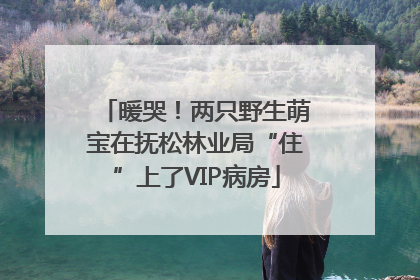 暖哭！两只野生萌宝在抚松林业局“住”上了VIP病房