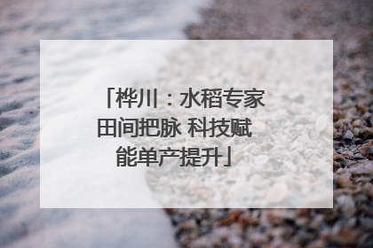 桦川：水稻专家田间把脉 科技赋能单产提升