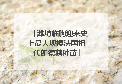 潍坊临朐迎来史上最大规模法国祖代朗德鹅种苗