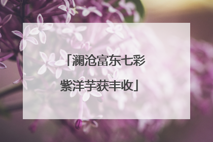 澜沧富东七彩紫洋芋获丰收