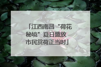 江西南昌“荷花秘境”夏日盛放 市民赏荷正当时