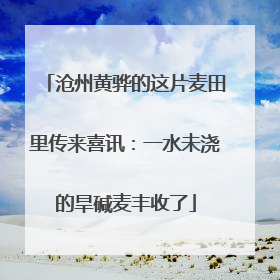 沧州黄骅的这片麦田里传来喜讯：一水未浇的旱碱麦丰收了