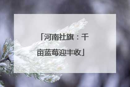 河南社旗：千亩蓝莓迎丰收