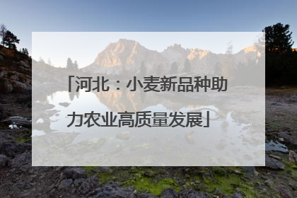 河北：小麦新品种助力农业高质量发展