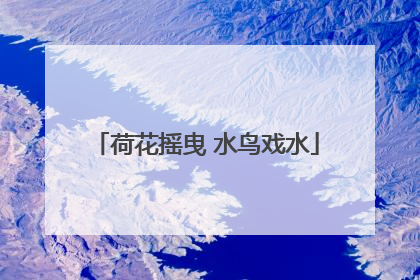 荷花摇曳 水鸟戏水