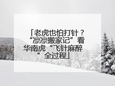老虎也怕打针？“凛凛搬家记”看华南虎“飞针麻醉”全过程