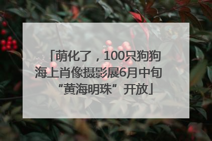 萌化了，100只狗狗海上肖像摄影展6月中旬“黄海明珠”开放