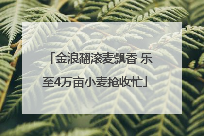 金浪翻滚麦飘香 乐至4万亩小麦抢收忙