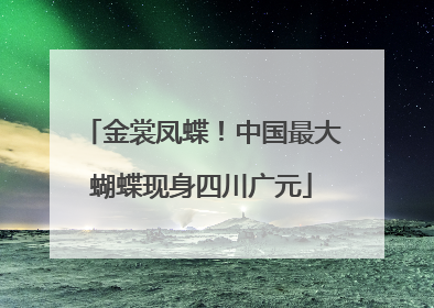金裳凤蝶！中国最大蝴蝶现身四川广元