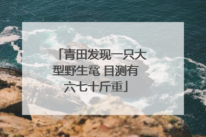 青田发现一只大型野生鼋 目测有六七十斤重