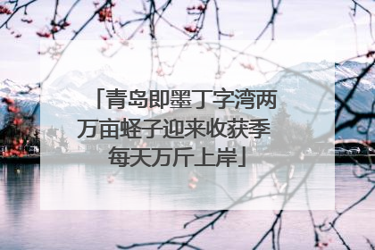 青岛即墨丁字湾两万亩蛏子迎来收获季 每天万斤上岸