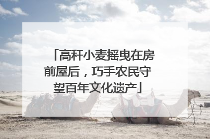 高秆小麦摇曳在房前屋后，巧手农民守望百年文化遗产