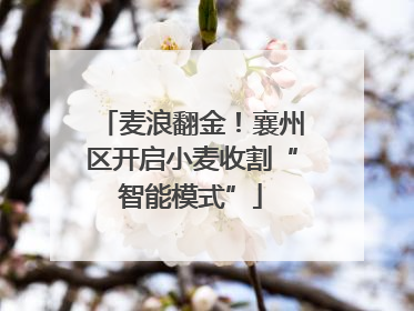 麦浪翻金！襄州区开启小麦收割“智能模式”