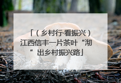 （乡村行·看振兴）江西信丰一片茶叶“沏”出乡村振兴路